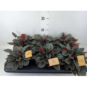 Peperomia caperata 'Santorini'