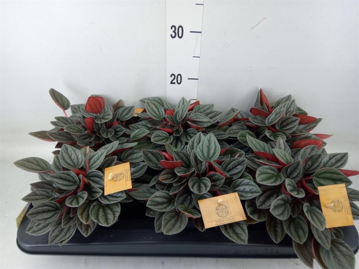 <h4>Peperomia caperata 'Santorini'</h4>