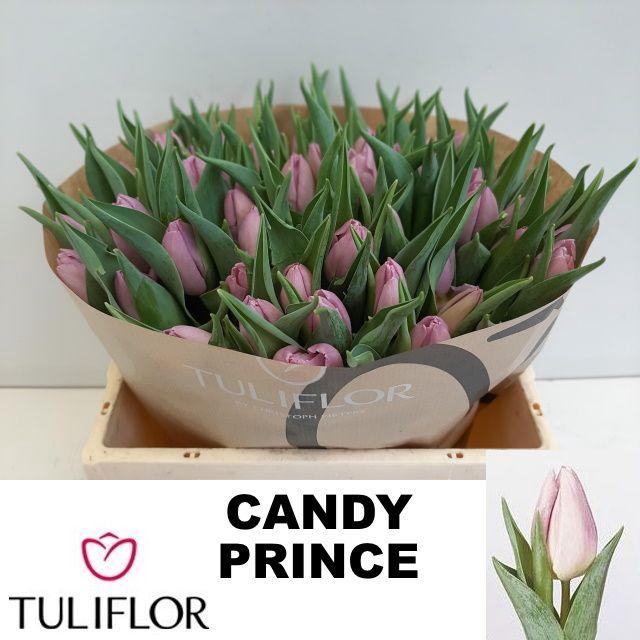 <h4>TU EN CANDY PRINCE</h4>