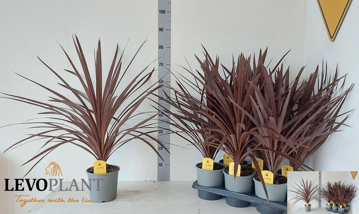 <h4>CORD AUS RED STAR</h4>