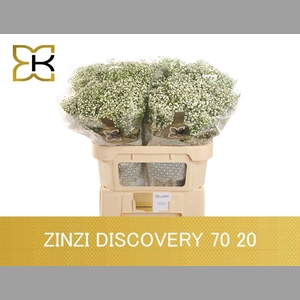 GYPS PA ZI DISCOVERY20 GRAM