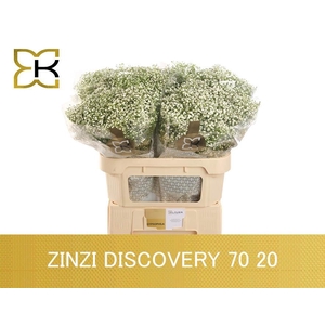 GYPS PA ZI DISCOVERY