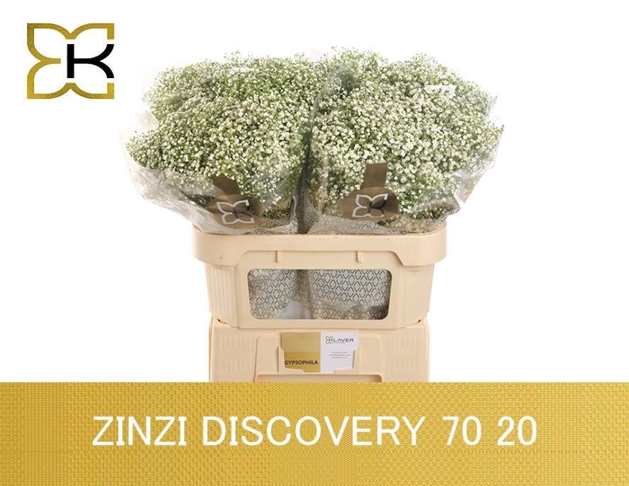 <h4>GYPS PA ZI DISCOVERY</h4>