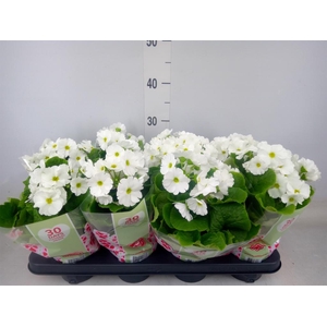 Primula obcon. 'Touch Me White'