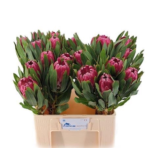 Protea Brenda
