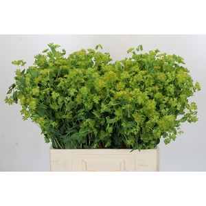 Bupleurum Griffithii