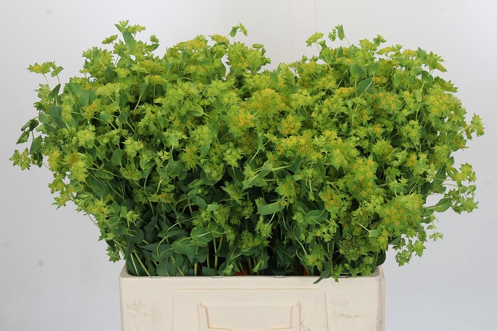 <h4>Bupleurum Griffithii</h4>