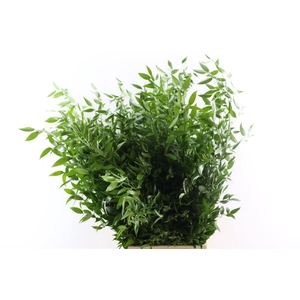 Ruscus Long 4 Stems P Bunch