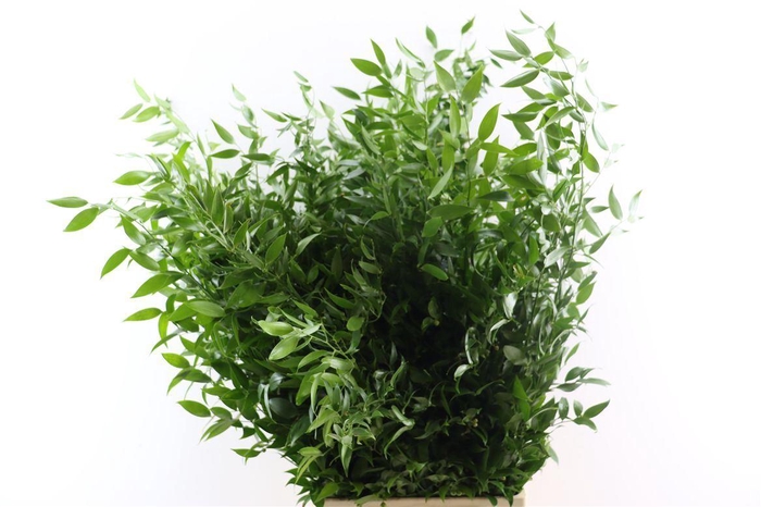 Ruscus Long 4 Stems P Bunch
