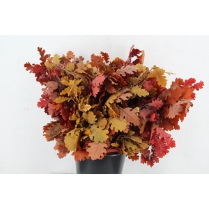 PF OAK LEAFS BS 150GR