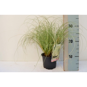 Carex comans 'Frosted Curls'