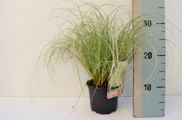 <h4>Carex comans 'Frosted Curls'</h4>
