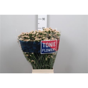 Lim S Sin Hon Aprico