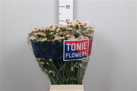 <h4>Lim S Sin Hon Aprico</h4>