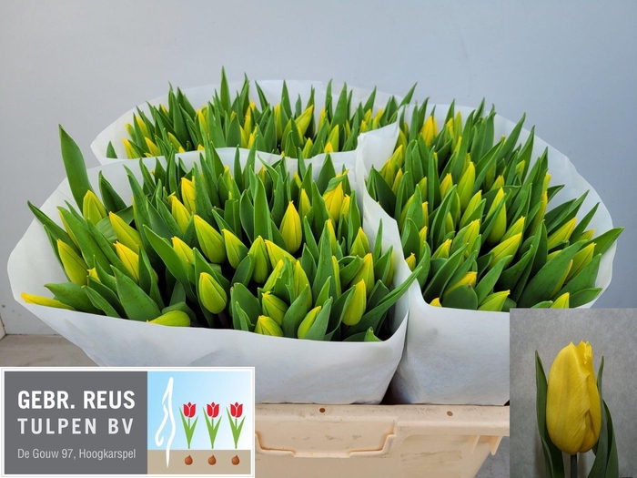 <h4>TU EN STRONG GOLD</h4>