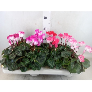 Cyclamen MD 'Indiaka'