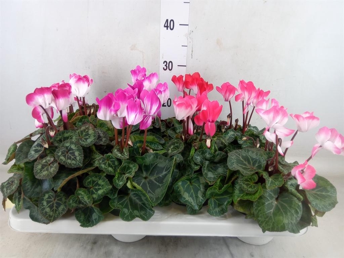 <h4>Cyclamen MD 'Indiaka'</h4>