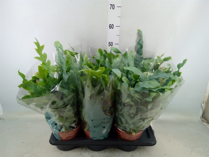 <h4>Phlebodium aureum 'Blue Star'</h4>