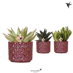 Kolibri Greens Succulenten mix in Diamond Pearl pot red