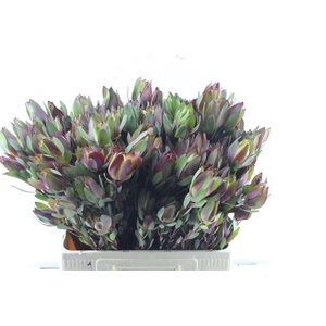 Leucad Senorita Spray