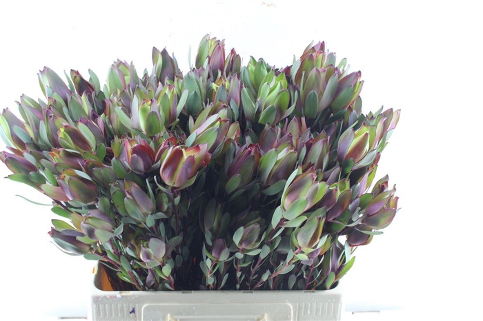 <h4>Leucad Senorita Spray</h4>