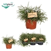 Rhipsalis pilocarpa 12 cm