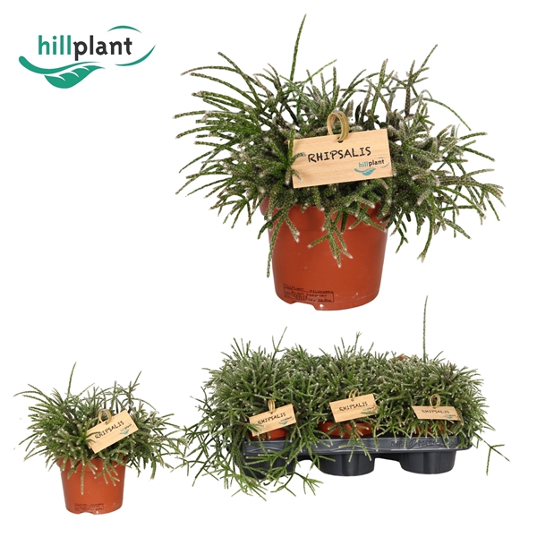 <h4>Rhipsalis pilocarpa 12 cm</h4>