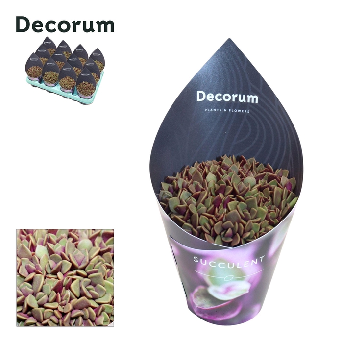 <h4>Anacampseros Rubra (Decorum) Decorum Potcover</h4>