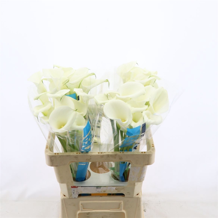 <h4>Calla White Art</h4>
