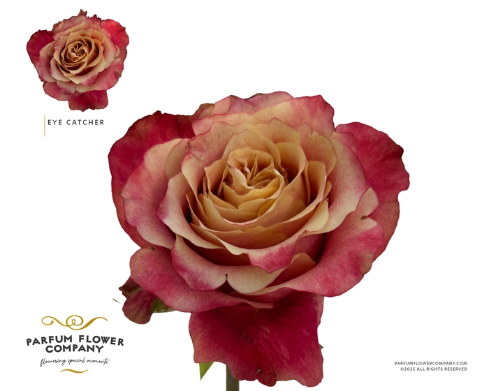 Rosa Garden Eye Catcher