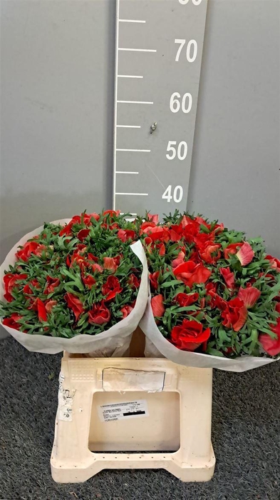 <h4>Anem Co Galil Red</h4>