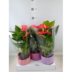 Anthurium   ...mix 4