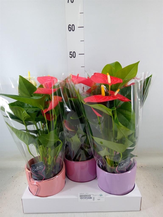 <h4>Anthurium   ...mix 4</h4>