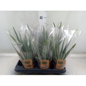 Aloe vera