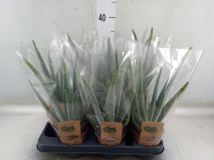 <h4>Aloe vera</h4>
