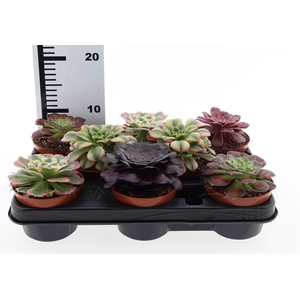 Aeonium   ...