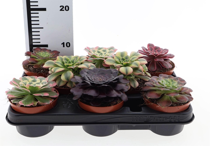 <h4>Aeonium   ...</h4>
