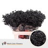 Chamelaucium DYED Black