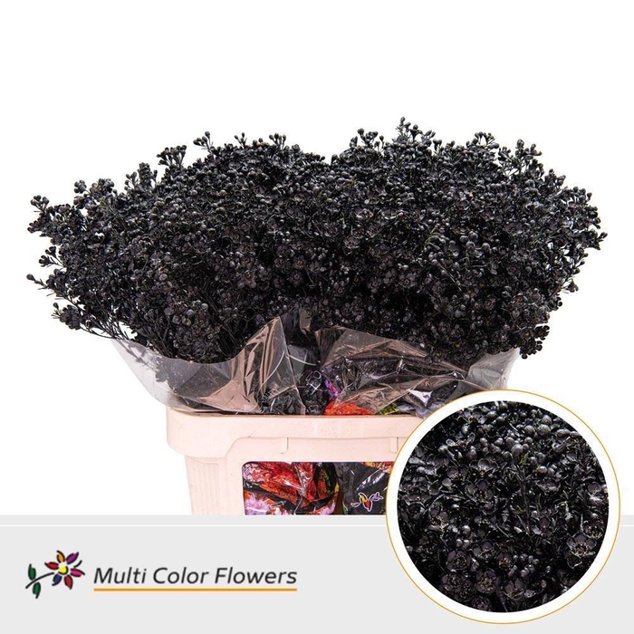 <h4>Chamelaucium Colored Wax Black</h4>