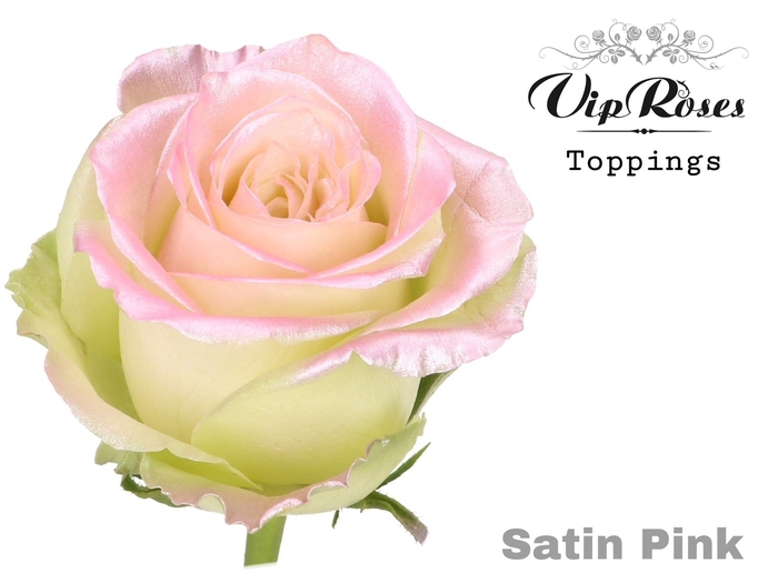 <h4>R Gr Baby Satin Pink R82 X20</h4>
