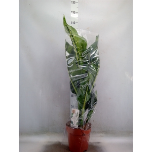 Dieffenbachia seg. 'Caiman'