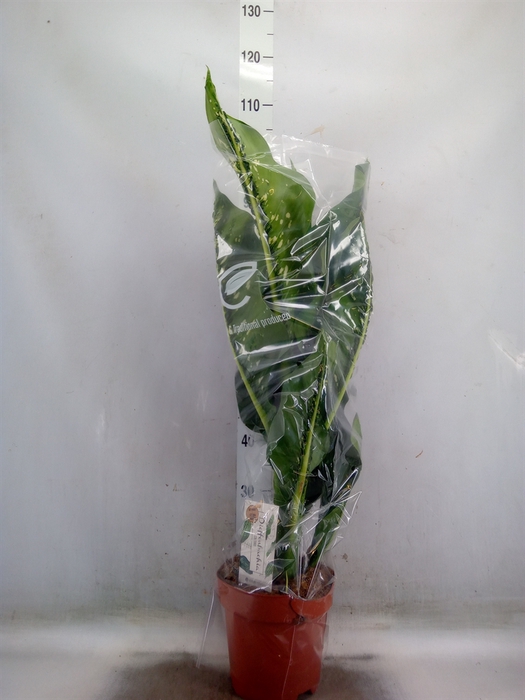 <h4>Dieffenbachia seg. 'Caiman'</h4>