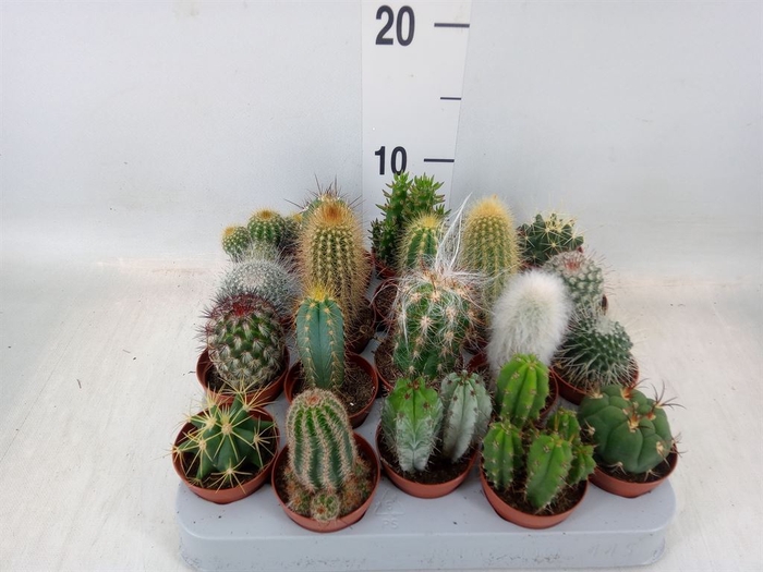 <h4>Cactus   ...mix</h4>