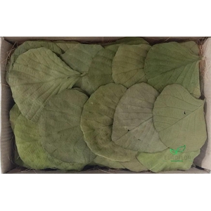 COBRA LEAVES APPELGROEN 100pcs