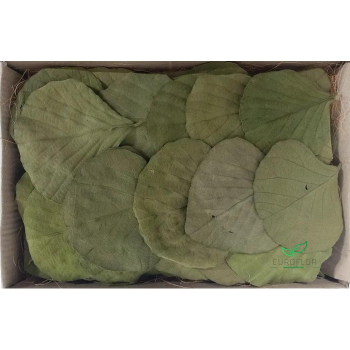 <h4>COBRA LEAVES APPELGROEN 100pcs</h4>