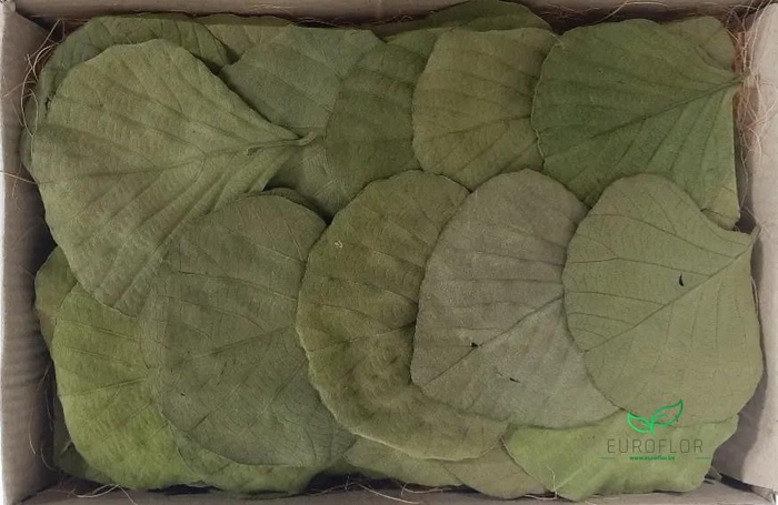 COBRA LEAVES APPELGROEN 100pcs