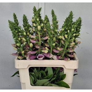 DIGITALIS PU CAMELOT ROSE