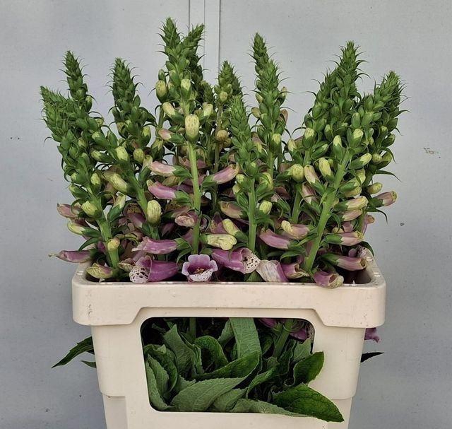 <h4>DIGITALIS PU CAMELOT ROSE</h4>