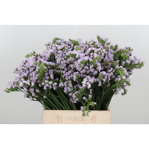 Lim S Tessa Lavender