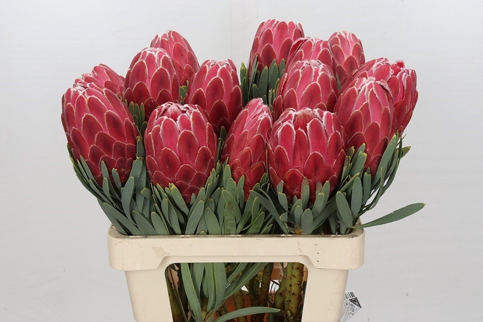 <h4>Protea Venus</h4>